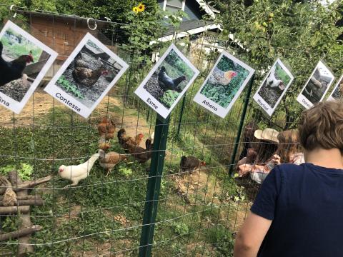Getting to know the Chickens